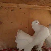 کبوتر دم چتری