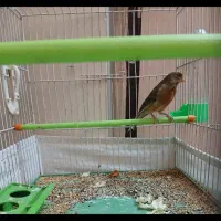 قناری و مرغ عشق