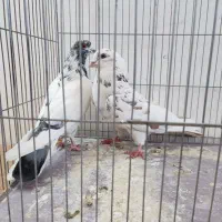 کفتر200|پرنده|دلیجان, |دیوار