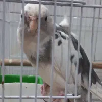 جفت عروس هلندی