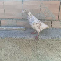 دوعدد کفترقلدر|پرنده|شیروان (خراسان), |دیوار