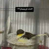 تعدادی گلستر اورجینال و رسمی بلند