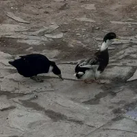 دوعدداردک