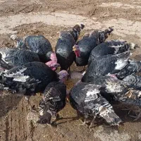 بوقلمون محلی نر وماده