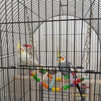 ۲جفت عروس هلندی لیتینو