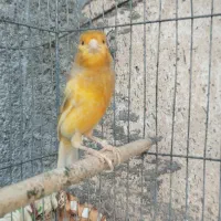 قناری نر مست