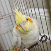 عروس هلندی ماده معاوضه