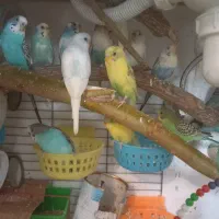 کفتر مرغ عشق فنج گلبسر  قفس عروس هلندی|پرنده|چهارباغ, |دیوار