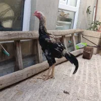 خروس لاری|حیوانات مزرعه|پیرانشهر, |دیوار