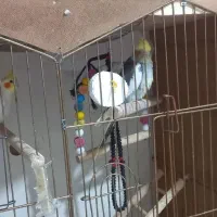 عروس هلندی مرغ عشق