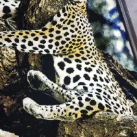 دوعدد تابلو|تابلو فرش|قم, هفت تیر|دیوار