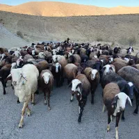 بره ماده شیشک|حیوانات مزرعه|زاغه, |دیوار