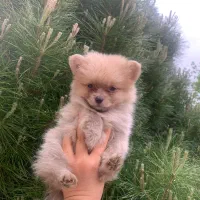 پامرانیان خرسی عروسکی ۱۵ت