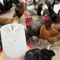 خروس در نژادهای مختلف و خروس سیاه