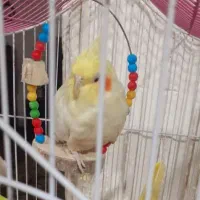 فروش یه جفت عروس هلندی مولد