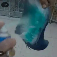 کبوتر. کبوتر رنگی