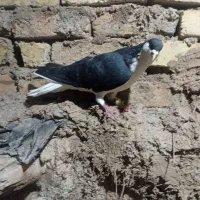 خوشرنگ سیاه نر|پرنده|قزوین, |دیوار