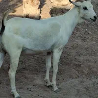 بز سومال|حیوانات مزرعه|بندرلنگه, |دیوار