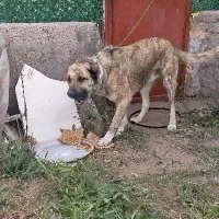 سگ دو نژاده سرابی و افغان