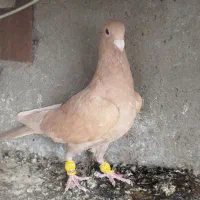 ماده زرد کرمانی فروشی|پرنده|تربتحیدریه, کلاته توکلی|دیوار