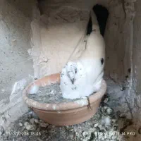 کفترخال سیاه