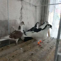 کفر|پرنده|مشهد, چهاربرج|دیوار