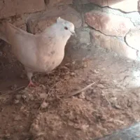 کبوتر واقعا پرشی،معاوضه هم...