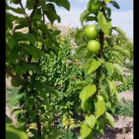 باغ  ۸۵۰ متر