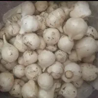 موسیر کوهی