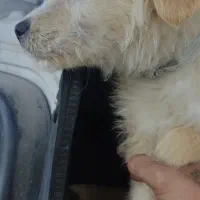 واگذاری سگ اشپیتز