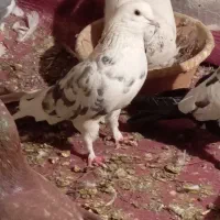 کفتر یا کبوتر پرشی گرفتنی شب