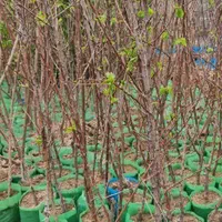 گلدانی و سبز و پربار|حراج|قروه, |دیوار