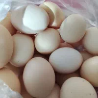 تخم مرغ