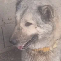 واگزاری سگ گله