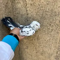 کفتر گرفتنی