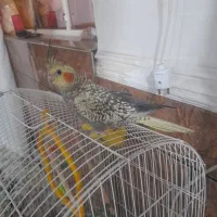 عروس هلندی نر