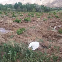 فروش فوری زمین باغ انگوری 1300متری قلعه ممکا