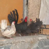 ۳عدد مرغ و یک عدد خروس مشکی مینیاتوری جاپنز