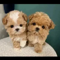 پودل عروسکی|سگ|شیراز, دکتر حسابی|دیوار