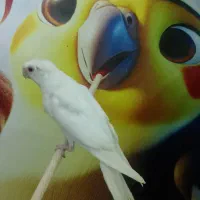 جوجه عروس هلندی