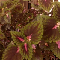 گل حسن یوسف|گل و گیاه طبیعی|گلبهار, شهر جدید گلبهار|دیوار