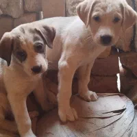 واگذاری سگ|سگ|قم, آزادگان|دیوار