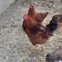 خروس ۵۰۰|حیوانات مزرعه|شیروان (خراسان), |دیوار