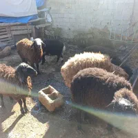 ۶ عدد بره نر یک عدد ماده