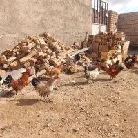 7عددخروس مینیاتوری