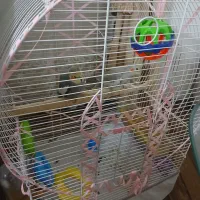 عروس هلندی دوعدد همراه قفس