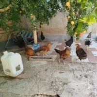 جوجه خروس محلی|حیوانات مزرعه|مرودشت, ده بید|دیوار