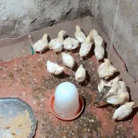 جوجه گوشتی ۱۲ روز ۲۰ عدد