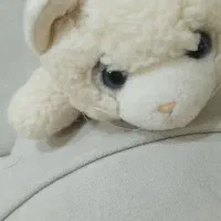 دوعدد عروسگ سگ و گربه پشمالو ۲۵۰