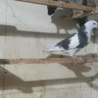 کفتر بدردبخور همگی بلندی